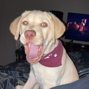 Meet your Posher, Colton